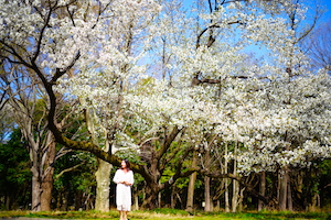 山桜の下の女性の写真
